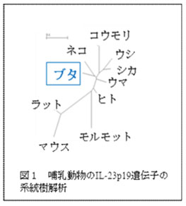 図1 哺乳動物のIL-23p19遺伝子の系統樹解析