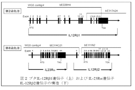 図2 ブタIL-12Rβ1遺伝子およびIL-23Rα遺伝子IL-12Rβ2遺伝子の構造
