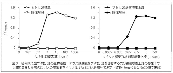 図3 組み換え型ブタIL-23の生物活性