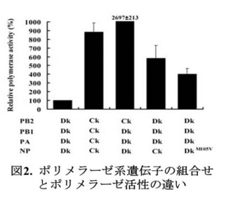 図2 ポリメラーゼ系遺伝子の組み合わせとポリメラーゼ活性の違い