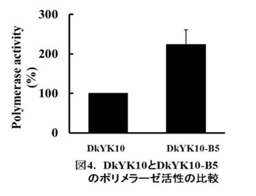 図4 DkYK10とDkYK10-B5のポリメラーゼ活性の比較