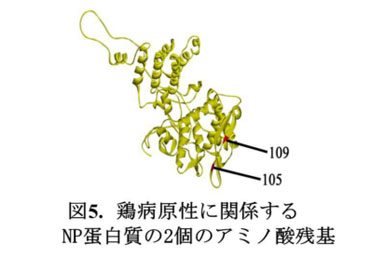 図5 鶏病原性に関係するNP蛋白質の2個のアミノ酸残基