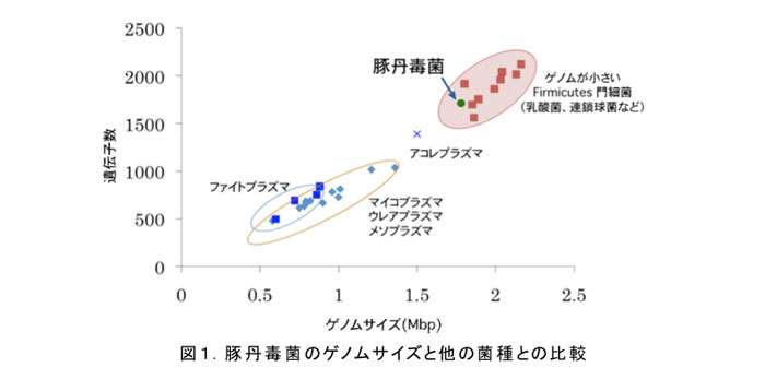 図1.豚丹毒菌のゲノムサイズと他の菌種との比較