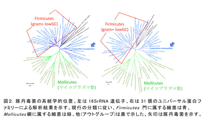 図2.豚丹毒菌の系統学的位置。