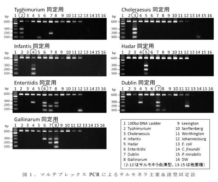 図1.マルチプレックスPCRによるサルモネラ主要血清型同定法