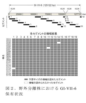 図2.野外分離株におけるGI-VII-6保有状況