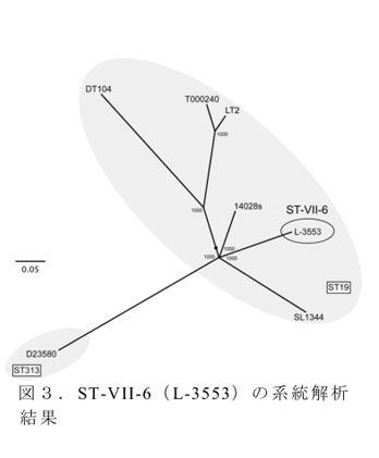 図3.ST-VII-6(L-3553)の系統解析