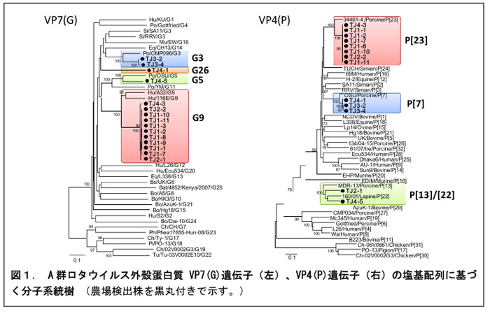 図1. A群ロタウイルス外殻蛋白質 VP7(G)遺伝子(左)、VP4(P)遺伝子(右)の塩基配列に基づく分子系統樹