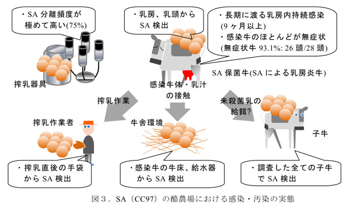 図3.SA(CC97)の酪農場における感染・汚染の実態