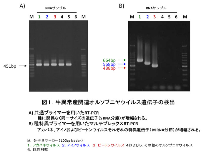 図1 牛異常産関連オルソブニヤウイルス遺伝子の検出