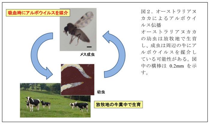 図2.オーストラリアヌカカによるアルボウイルス伝播