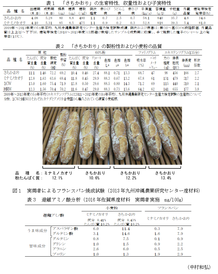 表1 「さちかおり」の生育特性、収量性および子実特性;表2 「さちかおり」の製粉性および小麦粉の品質;図1 実需者によるフランスパン焼成試験(2013年九州沖縄農業研究センター産材料);表3 遊離アミノ酸分析(2016年佐賀県産材料 実需者実施 mg/100g);