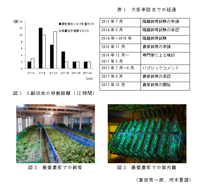 図1 5齢幼虫の移動距離(12時間);表1 大臣承認までの経過;図2 養蚕農家での飼育;図3 養蚕農家での蛍光繭