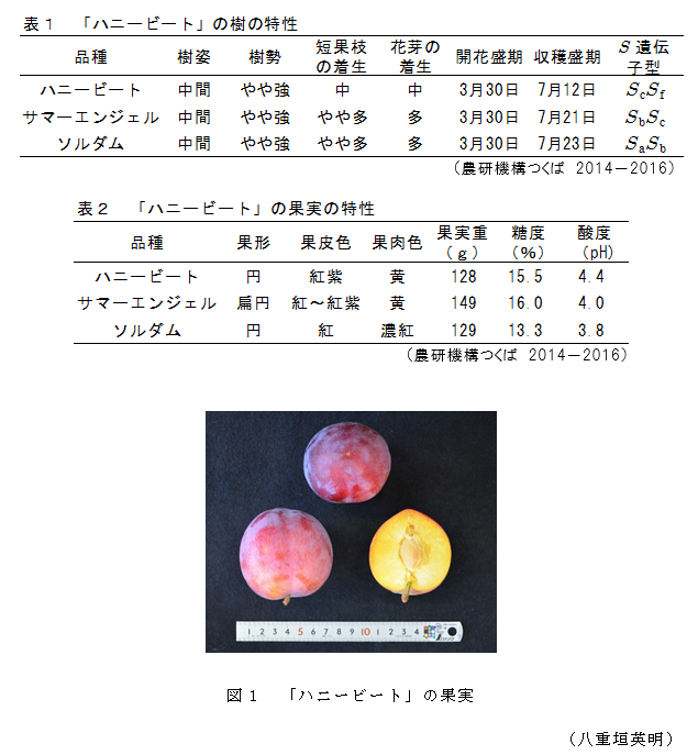 図1 「ハニービート」の果実