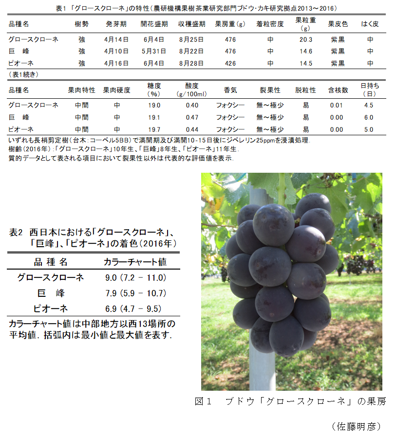 図1 ブドウ「グロースクローネ」の果房