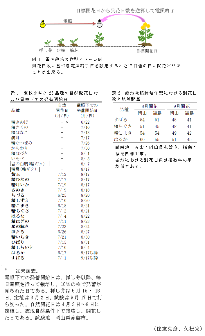 図1 電照栽培の作型イメージ図;表1 夏秋小ギク25品種の自然開花日および電照下での発蕾開始日;表2 露地電照栽培作型における到花日数と地域間差