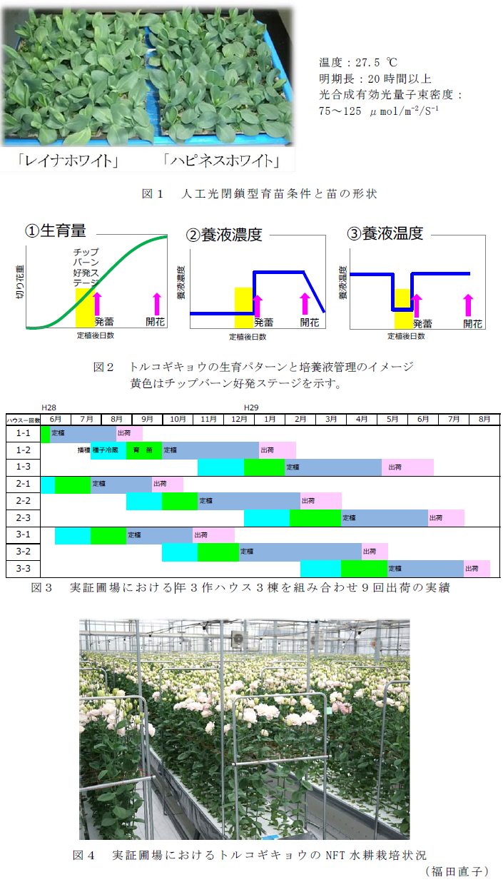 図1 人工光閉鎖型育苗条件と苗の形状;図2 トルコギキョウの生育パターンと培養液管理のイメージ;図3 実証圃場における年3作ハウス3棟を組み合わせ9回出荷の実績;図4 実証圃場におけるトルコギキョウのNFT水耕栽培状況