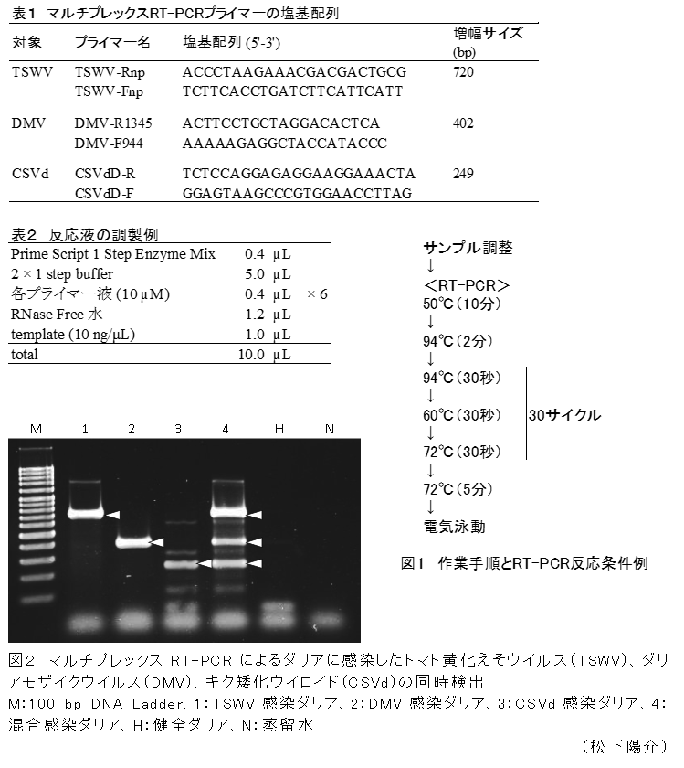 図2 マルチプレックスRT-PCRによるダリアに感染したトマト黄化えそウイルス(TSWV)、ダリアモザイクウイルス(DMV)、キク矮化ウイロイド(CSVd)の同時検出