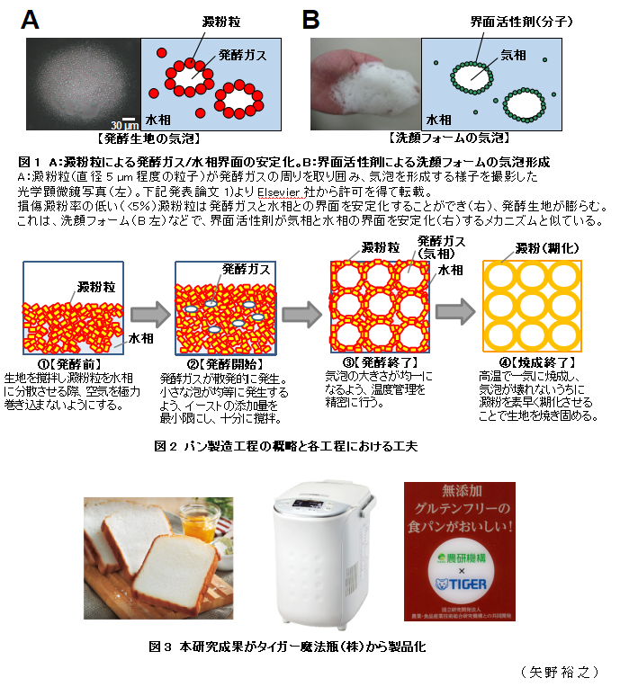 図1 A:澱粉粒による発酵ガス/水相界面の安定化。B:界面活性剤による洗顔フォームの気泡形成;図2 パン製造工程の概略と各工程における工夫;図3 本研究成果がタイガー魔法瓶(株)から製品化