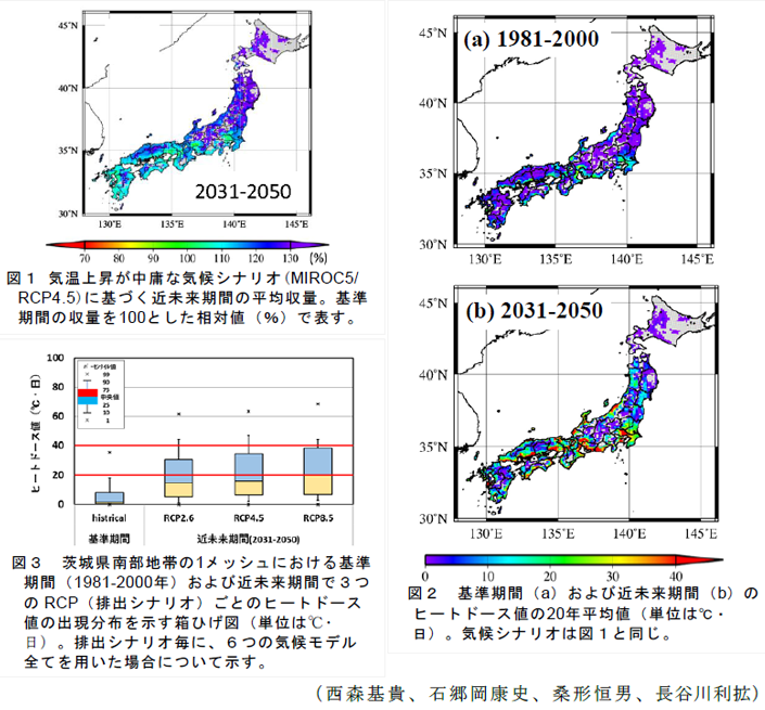 図1 気温上昇が中庸な気候シナリオ(MIROC5/RCP4.5)に基づく近未来期間の平均収量;図2 基準期間(a)および近未来期間(b)のヒートドース値の20年平均値;図3 茨城県南部地帯の1メッシュにおける基準期間(1981-2000年)および近未来期間で3つのRCP(排出シナリオ)ごとのヒートドース値の出現分布を示す箱ひげ図