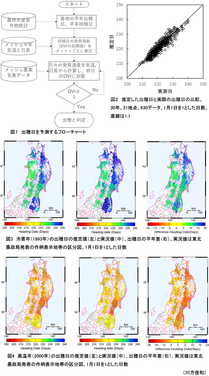 図1 出穂日を予測するフローチャート;図2 推定した出穂日と実際の出穂日の比較、30年、21地点、630データ、1月1日を1とした日数、直線は1:1;図3 冷害年(1993年)の出穂日の推定値(左)と実況値(中)、出穂日の平年差(右)、実況値は東北農政局発表の作柄表示地帯の区分図、1月1日を1とした日数;図4 高温年(2000年)の出穂日の推定値(左)と実況値(中)、出穂日の平年差(右)、実況値は東北農政局発表の作柄表示地帯の区分図、1月1日を1とした日数