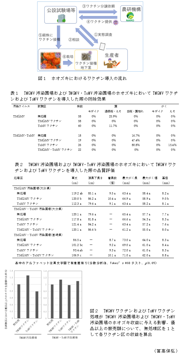 図1 ホオズキにおけるワクチン導入の流れ;表1 TMGMV汚染圃場およびTMGMV・ToMV汚染圃場のホオズキにおいてTMGMVワクチンおよびToMVワクチンを導入した際の防除効果;表2 TMGMV汚染圃場およびTMGMV・ToMV汚染圃場のホオズキにおいてTMGMVワクチンおよびToMVワクチンを導入した際の品質評価;図2 TMGMVワクチンおよびToMVワクチン処理がTMGMV汚染圃場およびTMGMV・ToMV汚染圃場のホオズキ収益に与える影響.優品以上の販売額について、無処理区を1として各ワクチン区の収益を算出