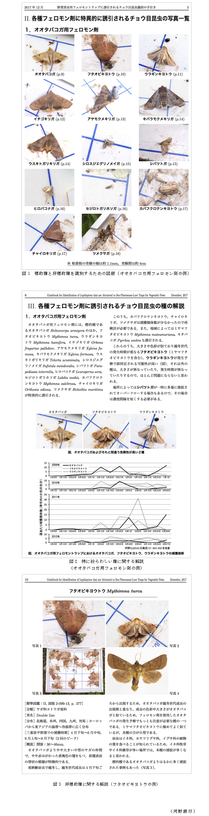図1 標的種と非標的種を識別するための図版(オオタバコガ用フェロモン剤の例);図2 特に紛らわしい種に関する解説
(オオタバコガ用フェロモン剤の例);図3 非標的種に関する解説(フタオビキヨトウの例)