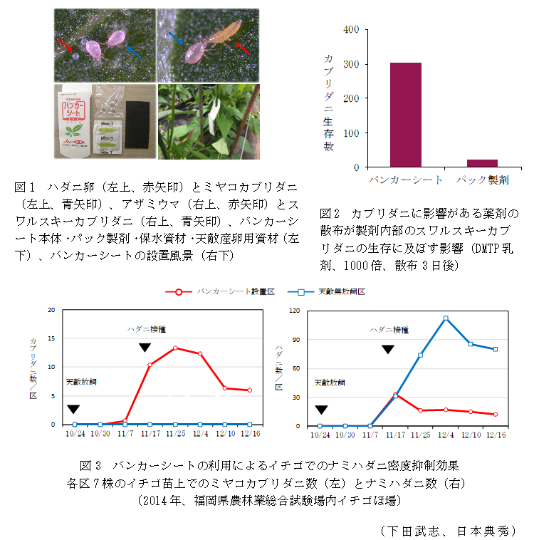 図1 ハダニ卵(左上、赤矢印)とミヤコカブリダニ(左上、青矢印)、アザミウマ(右上、赤矢印)とスワルスキーカブリダニ(右上、青矢印)、バンカーシート本体・パック製剤・保水資材・天敵産卵用資材(左下)、バンカーシートの設置風景(右下);図2 カブリダニに影響がある薬剤の散布が製剤内部のスワルスキーカブリダニの生存に及ぼす影響(DMTP乳剤、1000倍、散布3日後);図3 バンカーシートの利用によるイチゴでのナミハダニ密度抑制効果各区7株のイチゴ苗上でのミヤコカブリダニ数(左)とナミハダニ数(右)