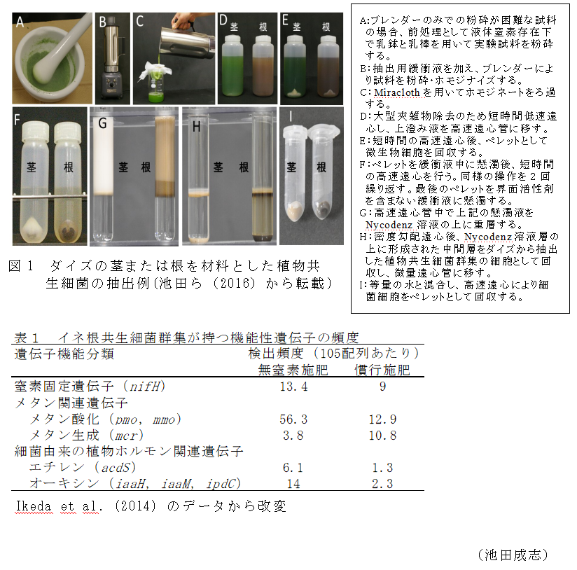 図1 ダイズの茎または根を材料とした植物共生細菌の抽出例;