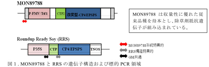 図1. MON89788とRRSの遺伝子構造および標的PCR領域