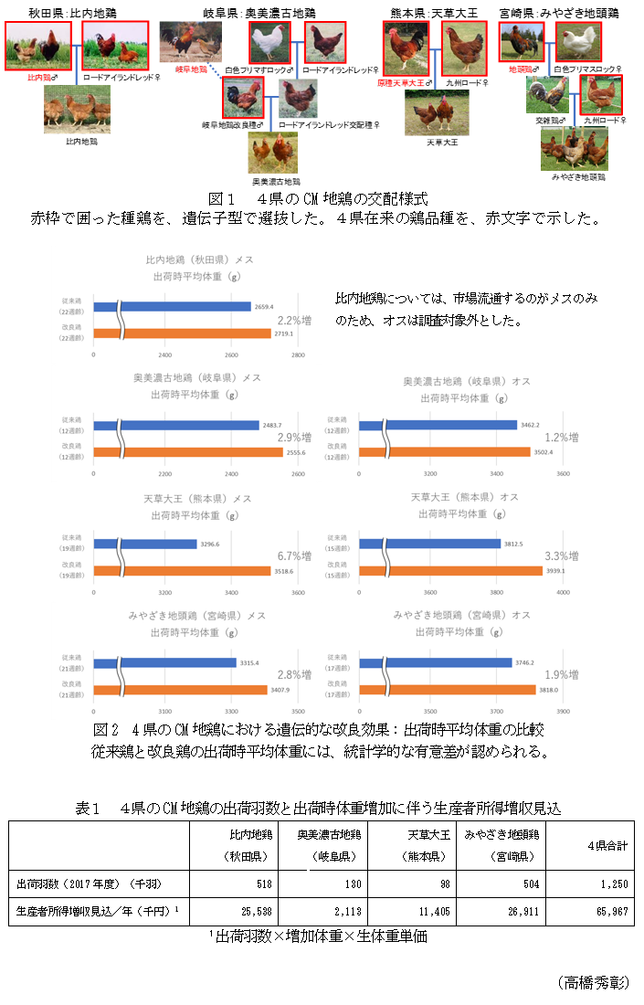 図1 4県のCM地鶏の交配様式,図2 4県のCM地鶏における遺伝的な改良効果:出荷時平均体重の比較,表1 4県のCM地鶏の出荷羽数と出荷時体重増加に伴う生産者所得増収見込