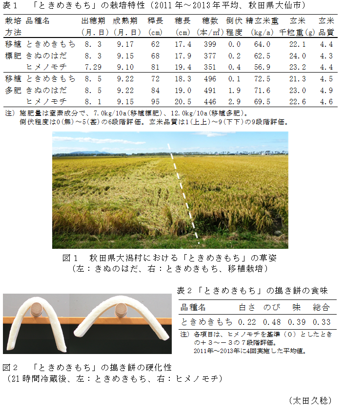 表1 「ときめきもち」の栽培特性(2011年～2013年平均、秋田県大仙市),図1 秋田県大潟村における「ときめきもち」の草姿(左:きぬのはだ、右:ときめきもち、移植栽培),図2 「ときめきもち」の搗き餅の硬化性(21時間冷蔵後、左:ときめきもち、右:ヒメノモチ),表2「ときめきもち」の搗き餅の食味