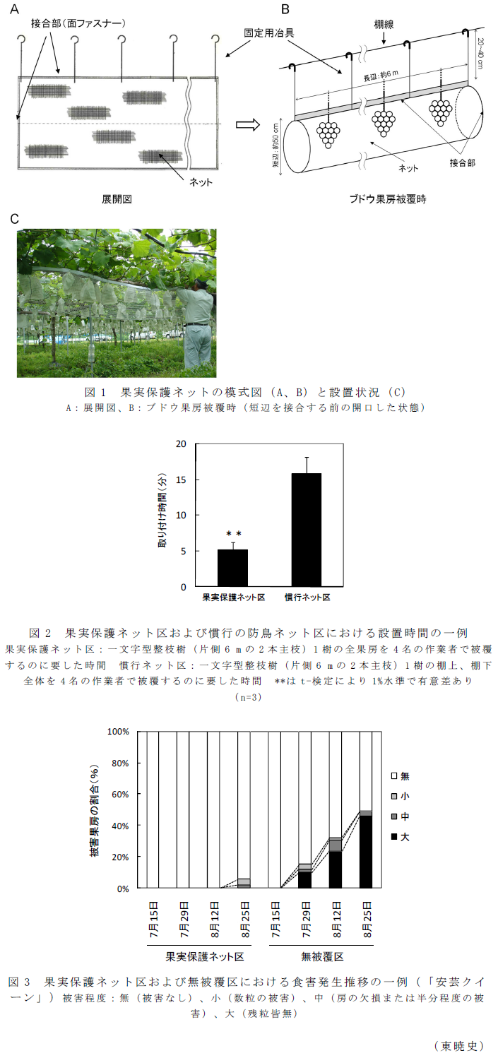 図1 果実保護ネットの模式図(A、B)と設置状況(C),図2 果実保護ネット区および慣行の防鳥ネット区における設置時間の一例,図3 果実保護ネット区および無被覆区における食害発生推移の一例(「安芸クイーン」)