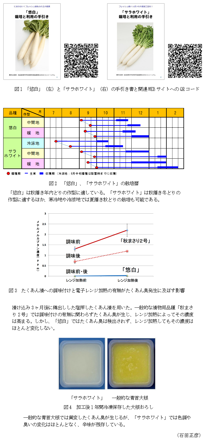 図1 「悠白」(左)と「サラホワイト」(右)の手引き書と関連WEBサイトへのQRコード,図2 「悠白」、「サラホワイト」の栽培暦,図3 たくあん漬への調味付けと電子レンジ加熱の有無がたくあん臭発生に及ぼす影響,図4 加工後1年間冷凍保存した大根おろし