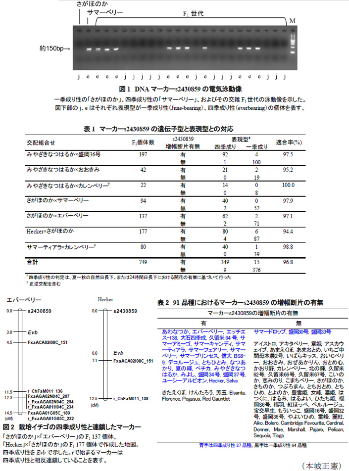 図1 DNAマーカーs2430859の電気泳動像,表1 マーカーs2430859の遺伝子型と表現型との対応,図2 栽培イチゴの四季成り性と連鎖したマーカー,表2 91品種におけるマーカーs2430859の増幅断片の有無