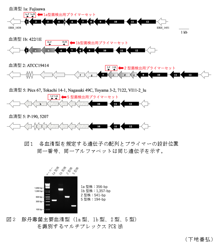 図1 各血清型を規定する遺伝子の配列とプライマーの設計位置,図2 豚丹毒菌主要血清型(1a型、1b型、2型、5型)を識別するマルチプレックスPCR法