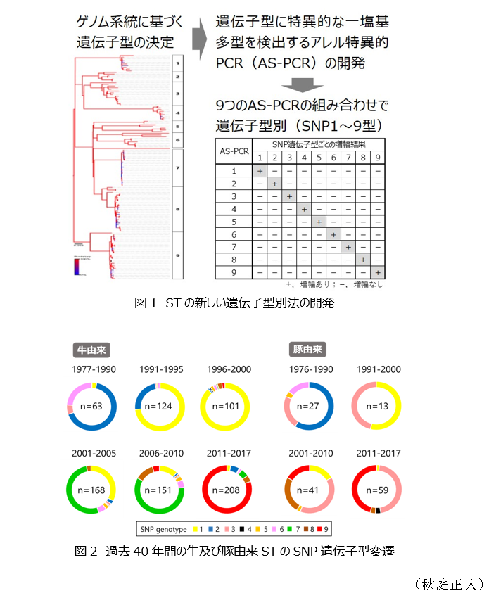 図1 STの新しい遺伝子型別法の開発,図2 過去40年間の牛及び豚由来STのSNP遺伝子型変遷