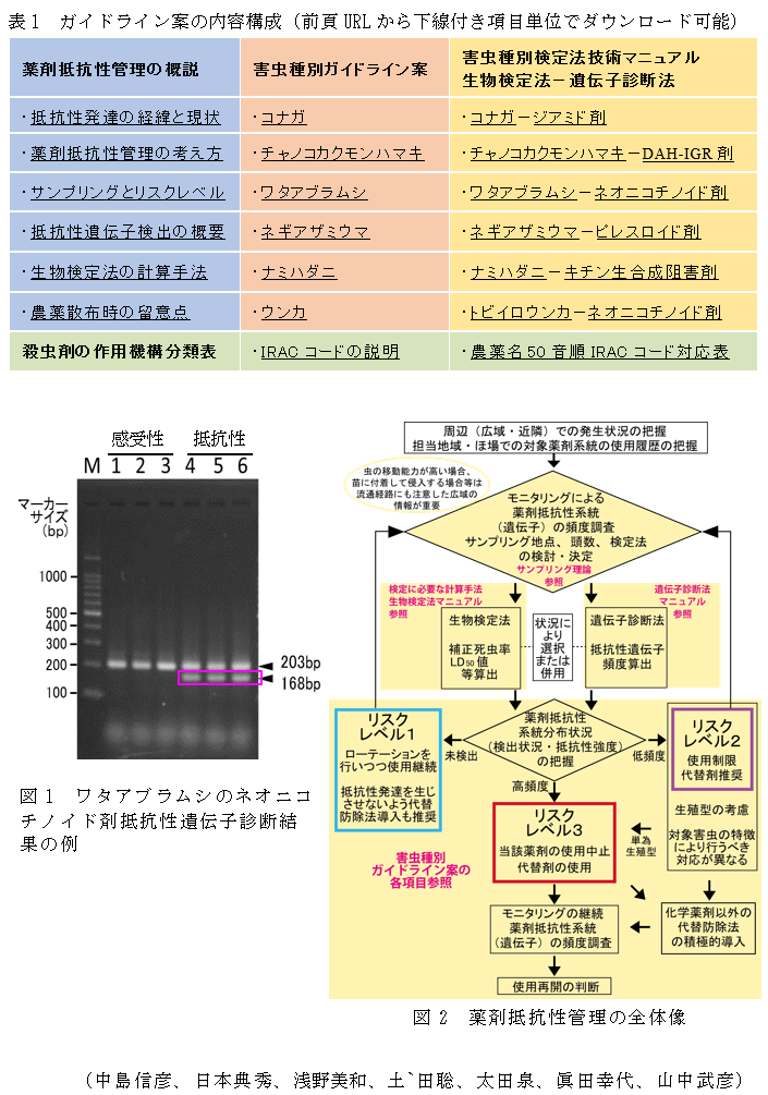 表1 ガイドライン案の内容構成(前頁URLから下線付き項目単位でダウンロード可能),図1 ワタアブラムシのネオニコチノイド剤抵抗性遺伝子診断結果の例,図2 薬剤抵抗性管理の全体像