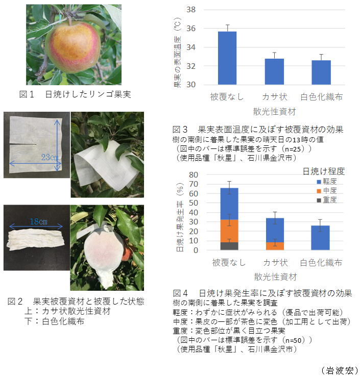 図1 日焼けしたリンゴ果実,図2 果実被覆資材と被覆した状態,図3 果実表面温度に及ぼす被覆資材の効果,図4 日焼け果発生率に及ぼす被覆資材の効果