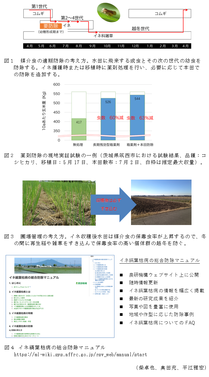 図1 媒介虫の適期防除の考え方。,図2 薬剤防除の現地実証試験の一例(茨城県筑西市における試験結果、品種:コシヒカリ、移植日:5月17日、本田散布:7月2日、白枠は推定最大収量)。,図3 圃場管理の考え方。,図4 イネ縞葉枯病の総合防除マニュアル https://ml-wiki.sys.affrc.go.jp/rsv_web/manual/start