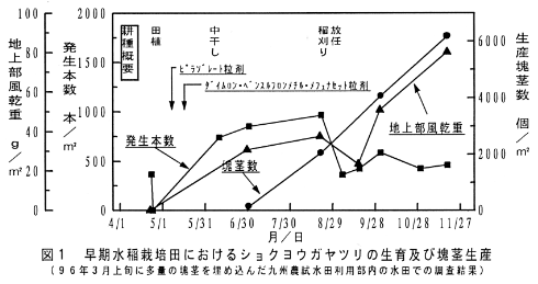図1 早期水稲栽培田におけるショクヨウガヤツリの生育及び塊茎生産
