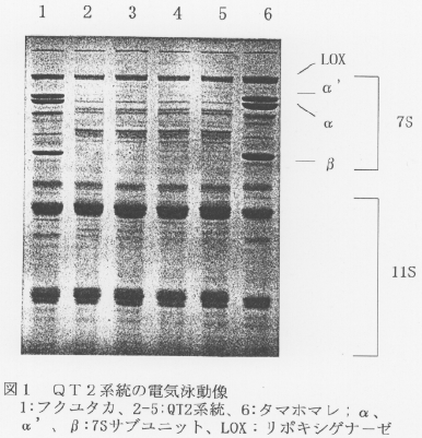 図1 QT2系統の電気泳動像
