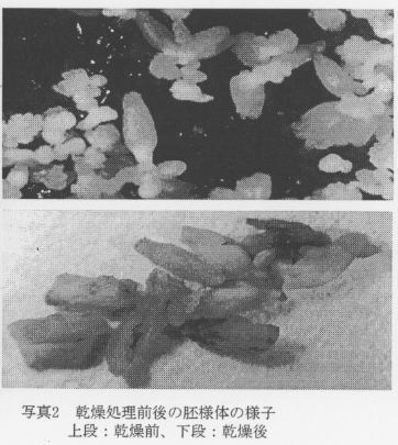 写真2 乾燥処理前後の胚様体の様子(上段:乾燥前、下段:乾燥後)