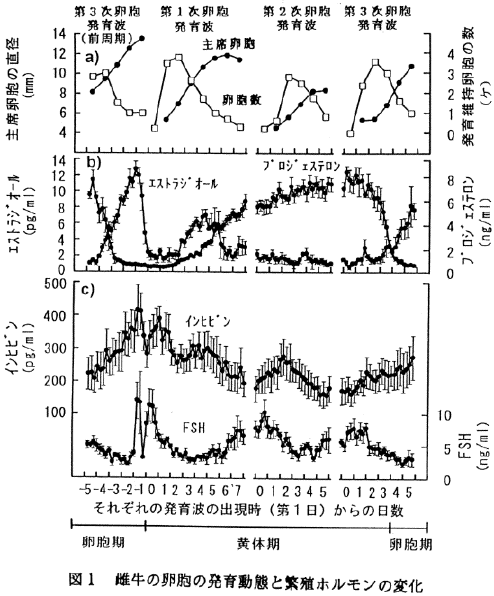 図1 雌牛の卵胞の発育動態と繁殖ホルモンの変化