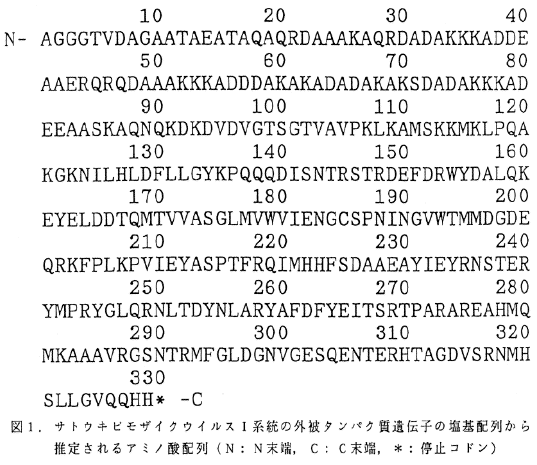 図1 サトウキビモザイクウイルスI系統の外被タンパク質遺伝子の塩基配列から推定されるアミノ酸配列(N:N末端、C:C末端、*:停止コドン)