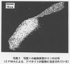 写真2 写真1の鉱物表面のリンの分布