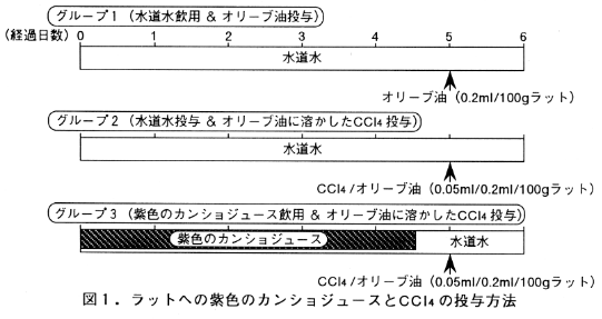 図1 ラットへの紫色のカンショジュースとCCl4の投与法