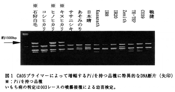 図1 CA05プライマーによって増幅するPiiを持つ品種に特異的なDNA断片(矢印)