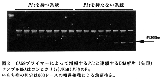 図2 CA59プライマーによって増幅するPitと連鎖するDNA断片(矢印)