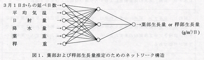 図1 葉部および稈部生長量推定のためのネットワーク構造